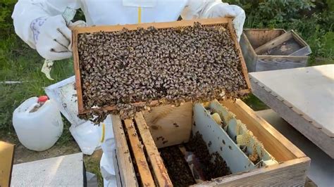 arı çoğaltma yöntemleri